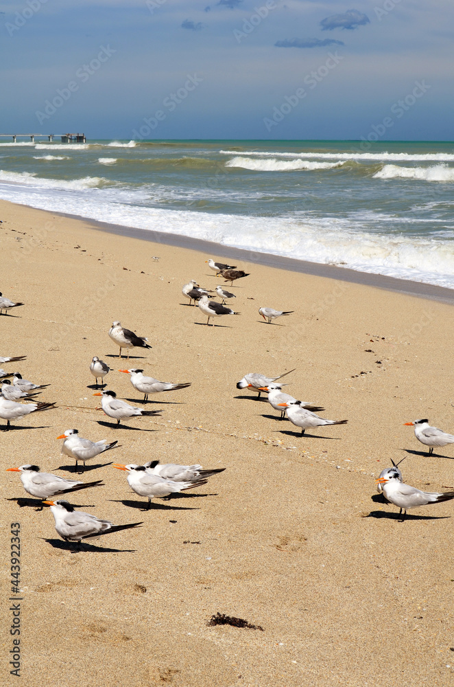 Seaguls and Terns on a sandy beach against a background of storm driven surf. Seaguls and Terns on a sandy beach against a background of storm driven surf.