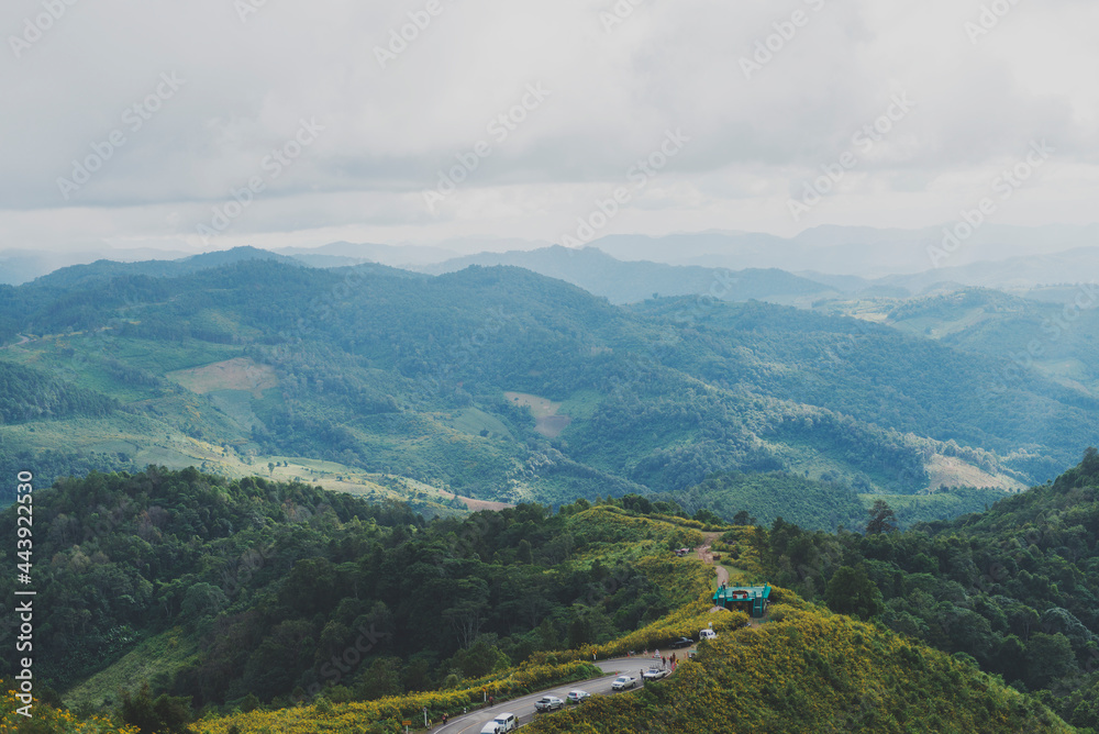 Bua Tong field Doi Mae U-kho Khun Yuam district Maehongson ,Thailand.