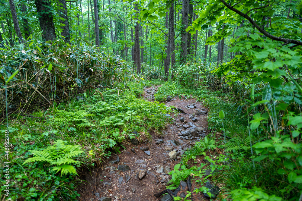 Obraz premium 初夏の平標山の登山道