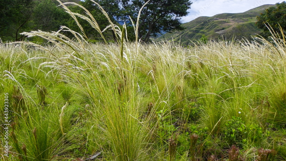 A meadow grasses with mountains in background, typical grass for Andes A meadow grasses with mountains in background, typical grass for Andes