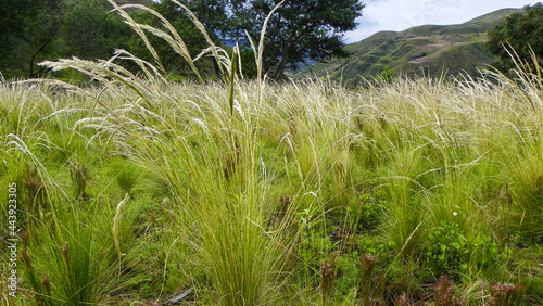 A meadow grasses with mountains in background, typical grass for Andes