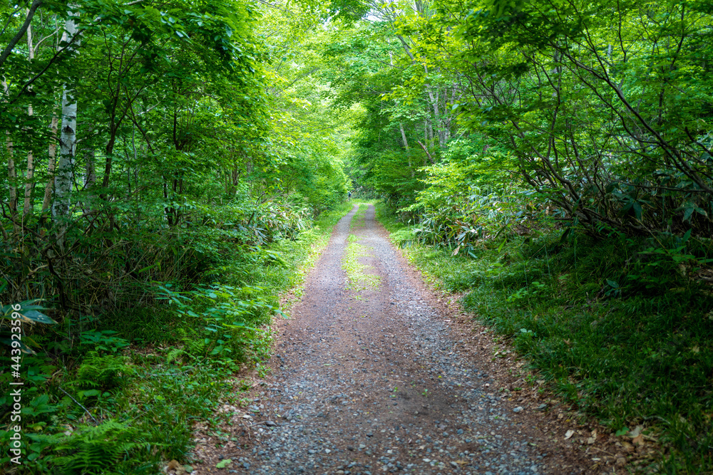 Obraz premium 初夏の平標山の登山道