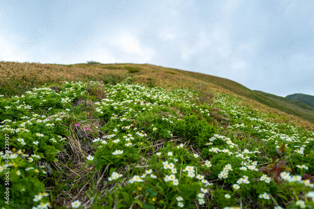 初夏の平標山の登山道