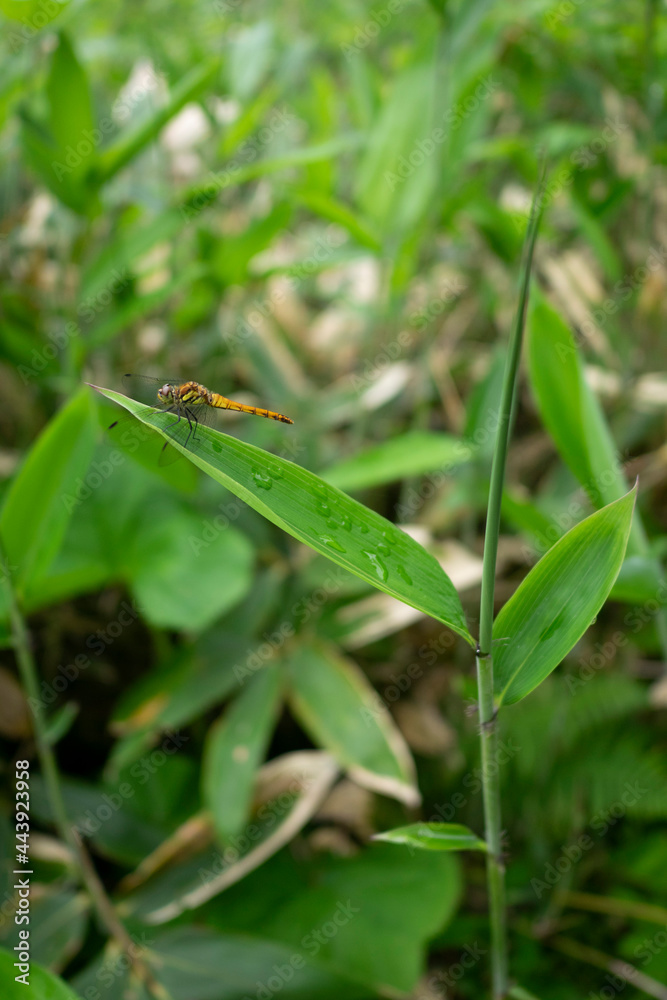 A dragonfly on a bamboo leaf A dragonfly on a bamboo leaf