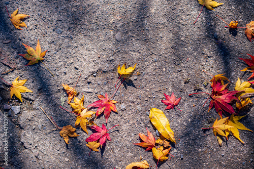 【秋イメージ】鮮やかな紅葉