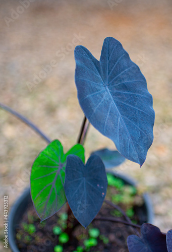 Colocasia Esculenta