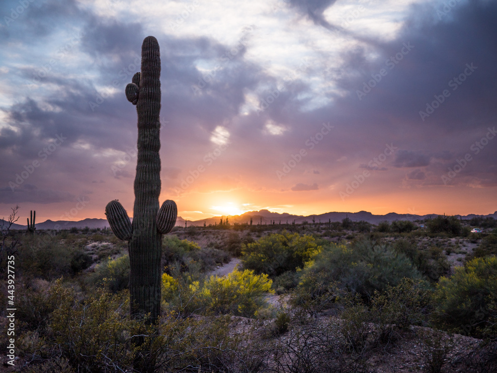 Saguaro Cactus at sunset Stock Photo | Adobe Stock
