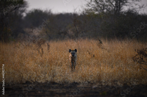 A lone spotted hyena during sunset on the grasslands of central Kruger National Park, South Africa