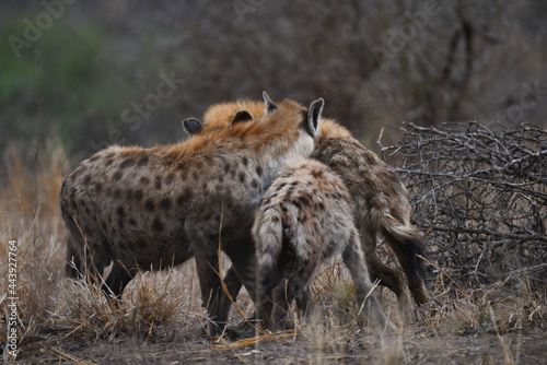 A mother spotted hyena and its young meeting and sniffing a male adult  central Kruger National Park  South Africa