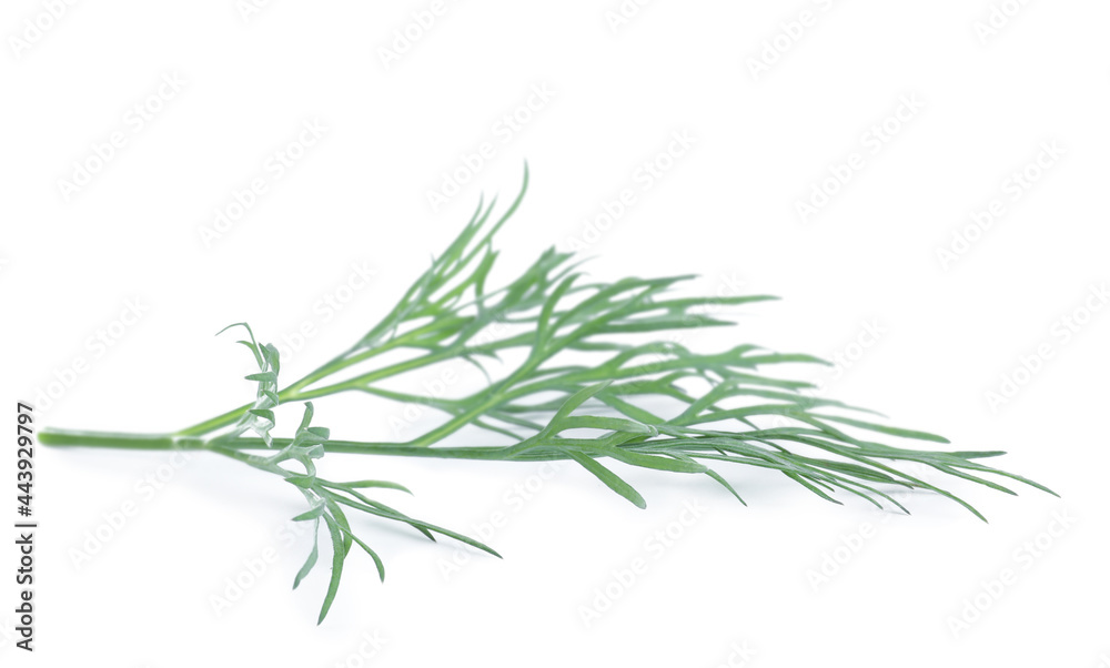 Naklejka premium Sprig of fresh dill on white background