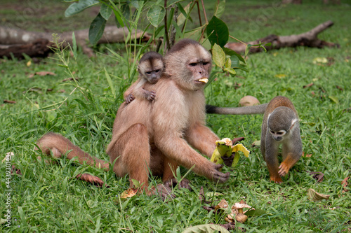 Monkey family in the wild photo
