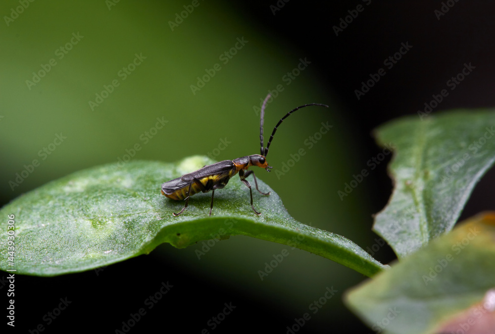 The microscopic insect world under the lens The microscopic insect world under the lens