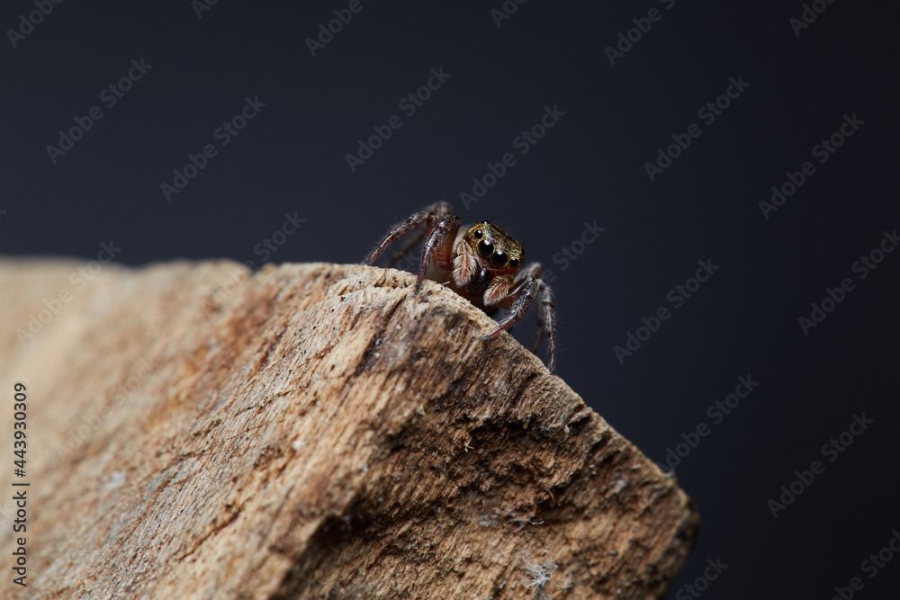 The microscopic insect world through the lens, spider The microscopic insect world through the lens, spider