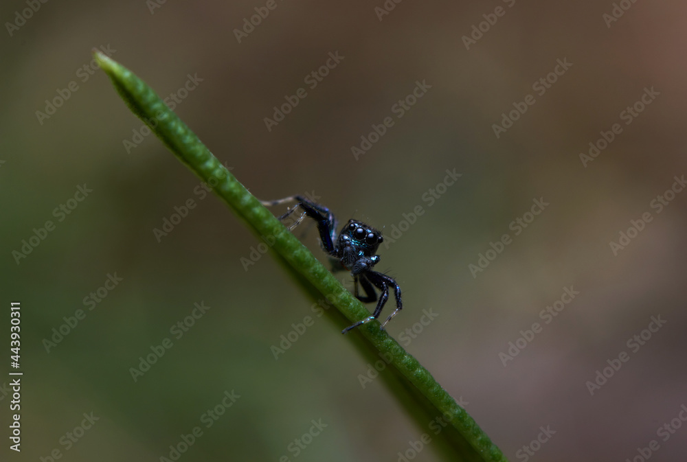 The microscopic insect world through the lens, spider The microscopic insect world through the lens, spider