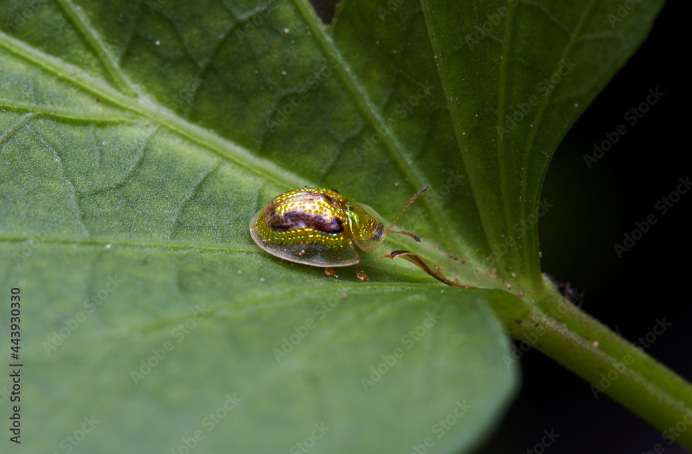 The microscopic insect world under the lens, the beetle The microscopic insect world under the lens, the beetle