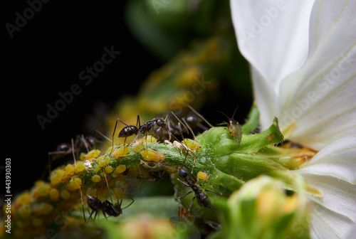 The microscopic insect world under the lens, ants photo