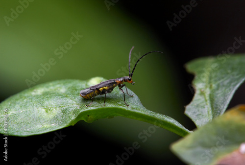 The microscopic insect world under the lens photo