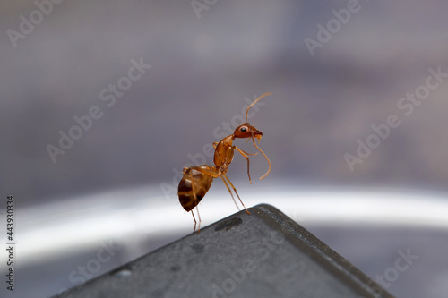 The microscopic insect world under the lens, ants photo