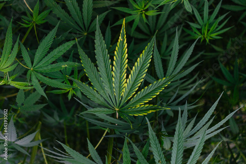 Marijuana Plant photo