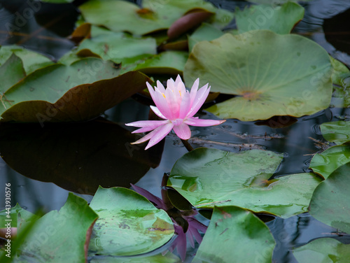 Water lily Pond lily