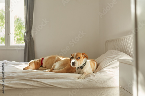 Wallpaper Mural Two Dogs On The Bed
 Torontodigital.ca