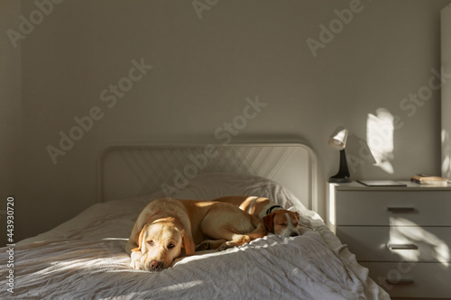 Dogs Resting In Darkened Room 