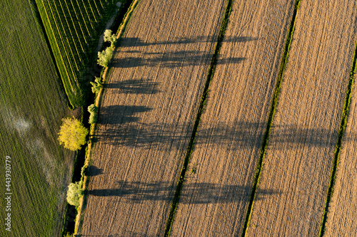 Drone view of cultivated fields photo