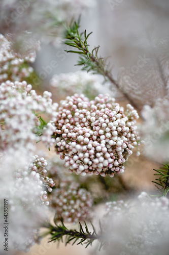 Rice flower (Ozothamnus diosmifolius) photo