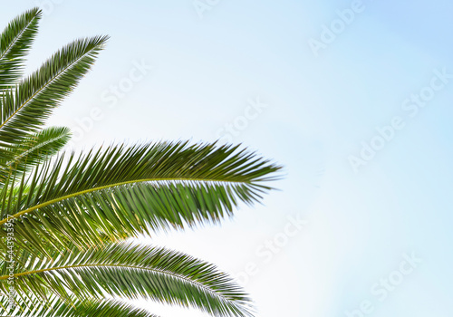 Palm leaves on background the blue sky. Vacation and travel concept.