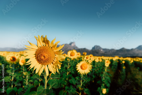 Sunflowers Blooming Fields and Landscape Agricultural Background  Beautiful Sunflower Plantation at Organic Farm. Agriculture Farmland of Sunflowers Blossom at Sunset  Nature Plant Backgrounds.