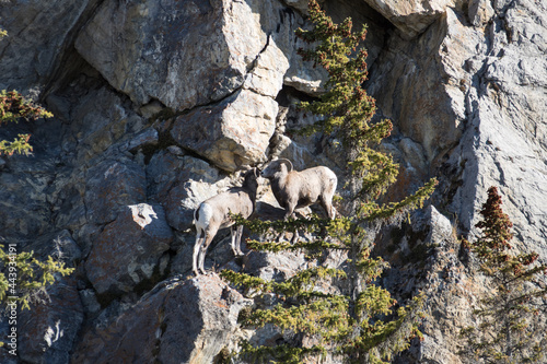 Mountain goats
