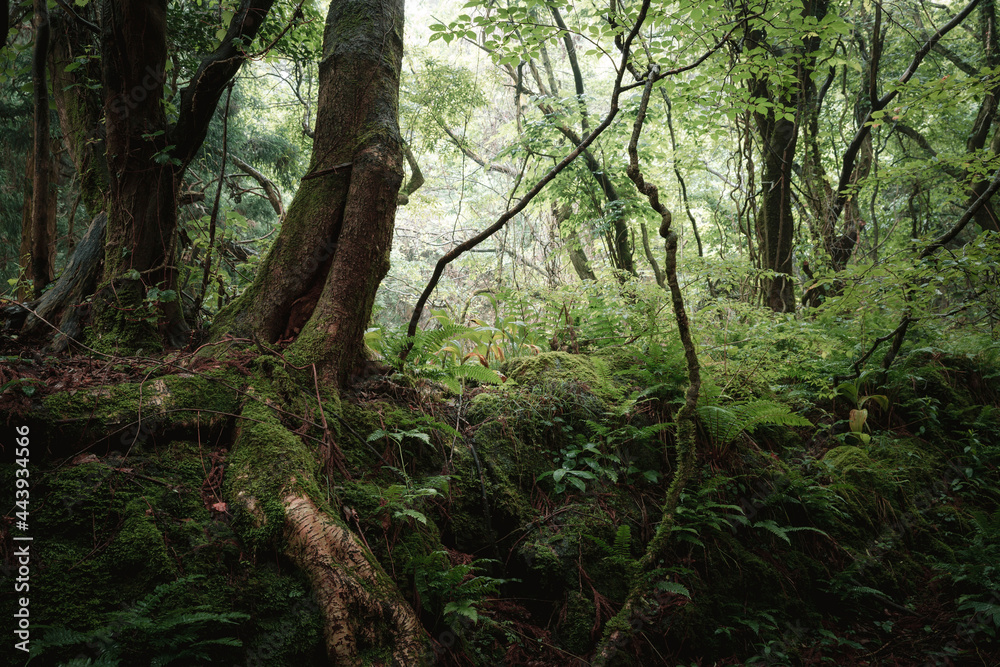 A forest full of green plants A forest full of green plants