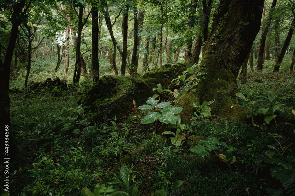 A plant grows under a forest tree A plant grows under a forest tree