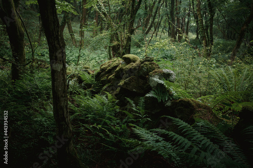 A pile of rocks in the forest