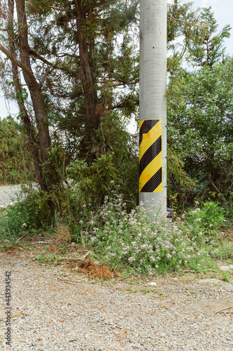 A telephone pole between a roadside tree