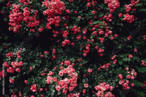 Pink rose vine background photo