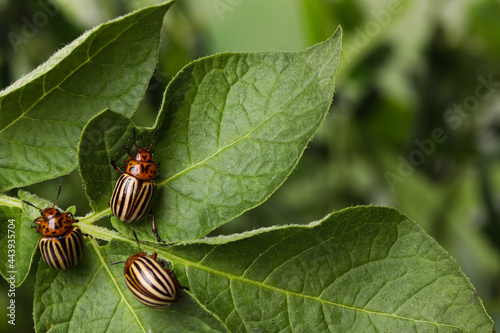 Colorado potato beetles on green plant against blurred background, closeup