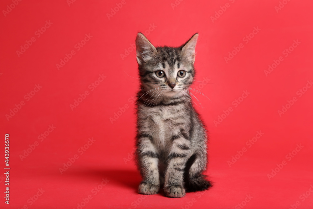 Cute little tabby kitten on red background