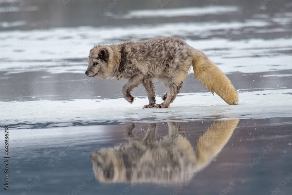 Beautiful arctic fox, standing on a hill in the snow, winter, Canada Beautiful arctic fox, standing on a hill in the snow, winter, Canada