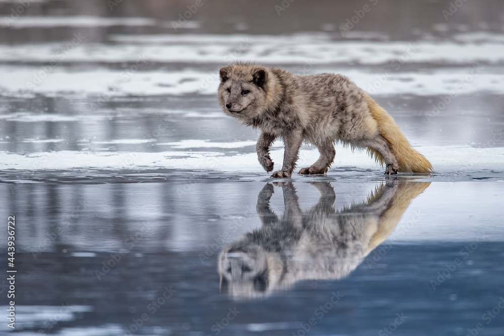 Beautiful arctic fox, standing on a hill in the snow, winter, Canada Beautiful arctic fox, standing on a hill in the snow, winter, Canada