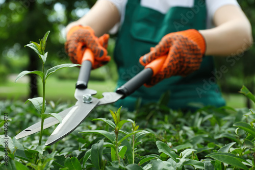 Worker cutting bush with hedge shears outdoors, closeup. Gardening tool photo
