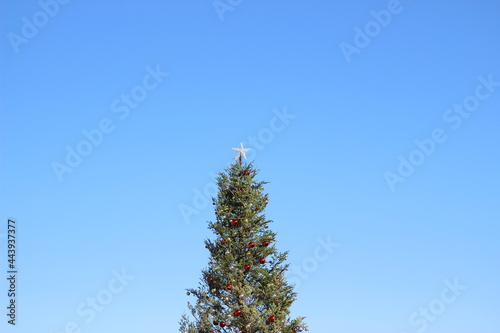 リスマスツリー/Christmas tree