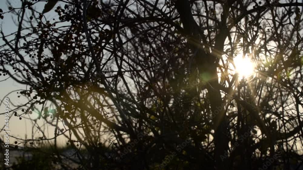 Sun peaks through brush, slow pan, closeup Sun peaks through brush, slow pan, closeup