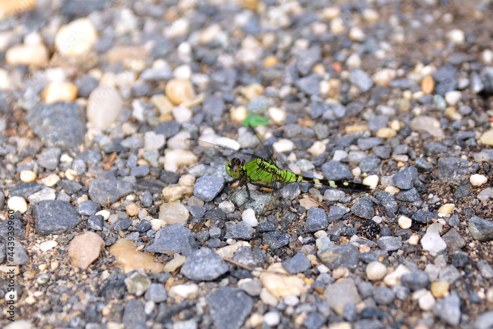 dragonfly next to me dragonfly next to me