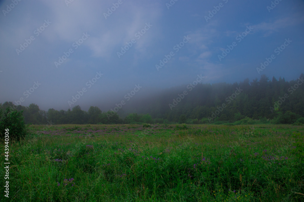 thick fog rises from the ground on an early summer morning against the backdrop of spacious fields and dense forest