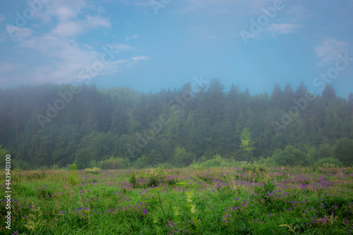 thick fog rises from the ground on an early summer morning against the backdrop of spacious fields and dense forest
