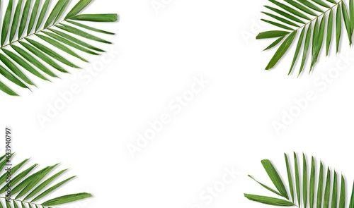 Tropical green palm leaf branches on white background. Summer exotic concept