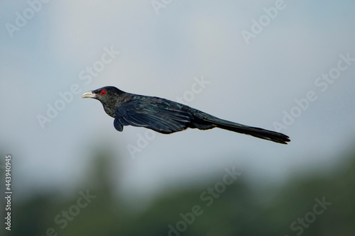 Asian Koel (Eudynamys scolopaceus) bird flying. photo