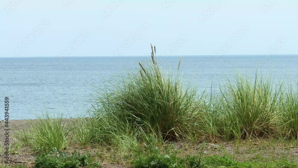 Coastal grasses gently sway in the light breeze in front of calm, rippled water. Coastal grasses gently sway in the light breeze in front of calm, rippled water.