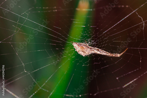 Beautiful close-up view of spider and spider web in front of blurred color background. Spider fragment macro shot local focus. Horizontal abstract texture with blurred background for design.